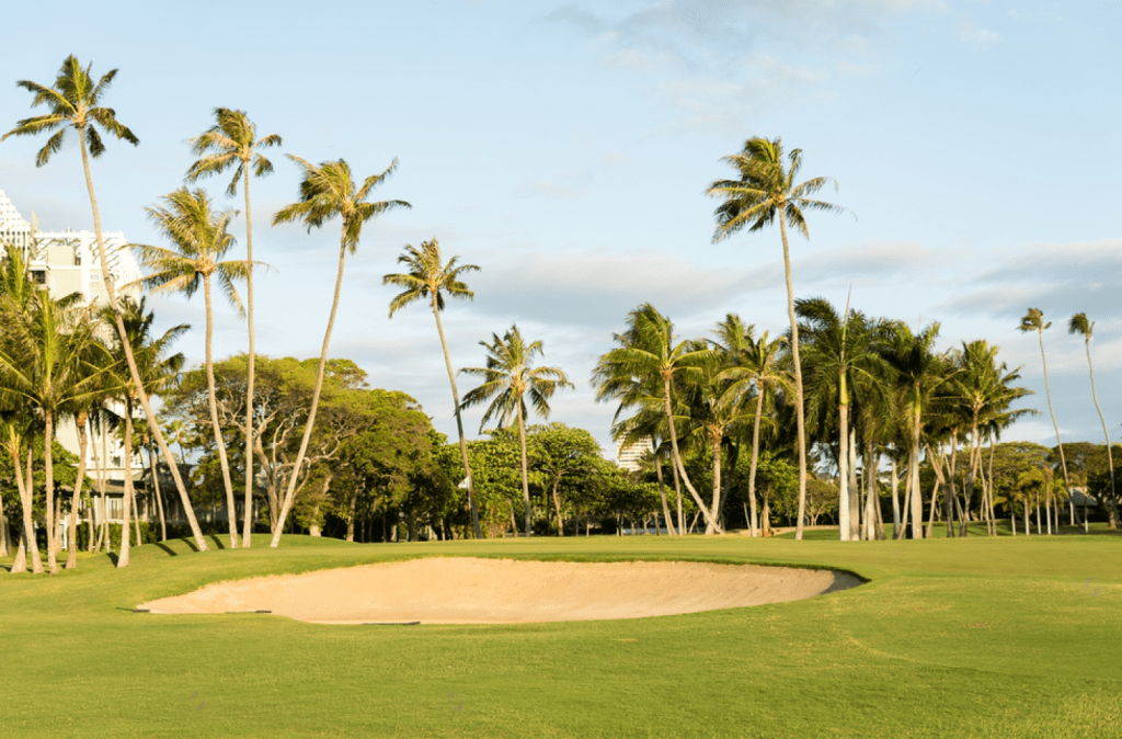 golf course with palm tree